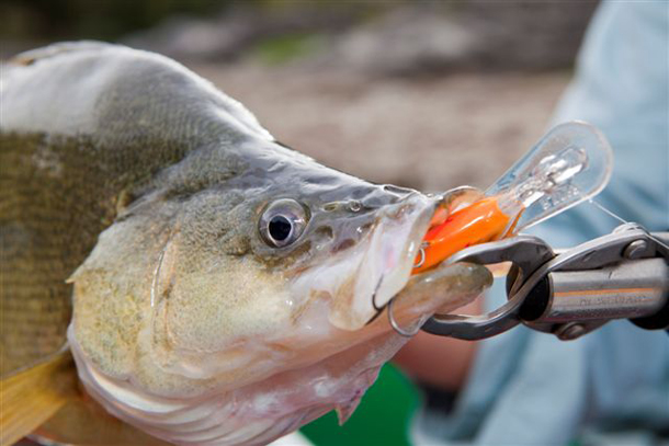 Greater cost to fish in NSW